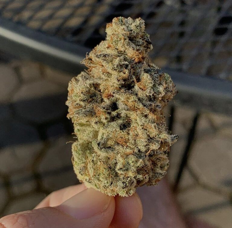 California dispensary websites berner cookies dispensary cookie store